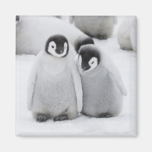 Kejsare Penguin-Chickar på is i Antarktis Magnet