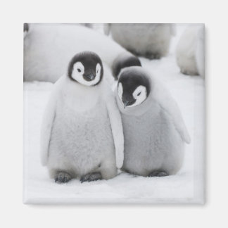 Kejsare Penguin-Chickar på is i Antarktis Magnet