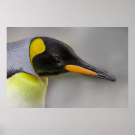 Kejsare Penguin Porträtt, nära Poster