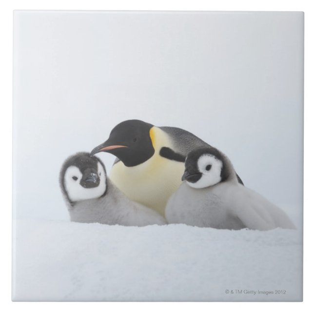 Kejsarepingvin (Aptenodytesforsteri) 2 Kakelplatta (Framsidan)