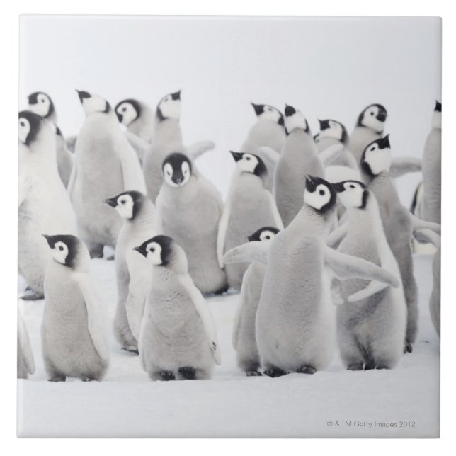 Kejsarepingvin (Aptenodytesforsterien), grupp av Kakelplatta (Framsidan)