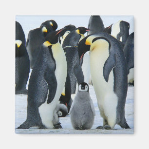 Kejsarepingvin Magnet