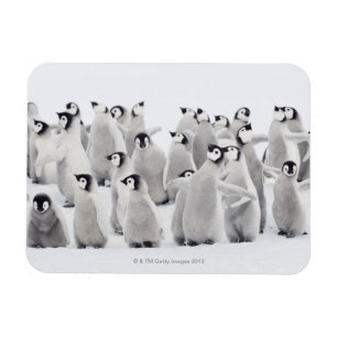 Kejsarepingvin Magnet