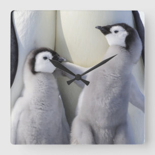 Kejsarepingvinchick Fyrkantig Klocka