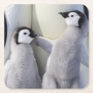 Kejsarepingvinchick Underlägg Papper Kvadrat