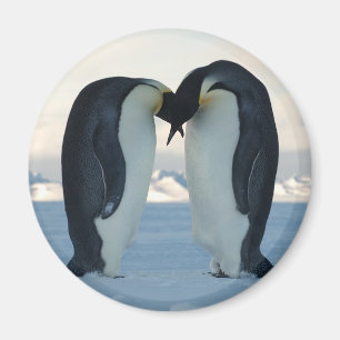 Kejsarepingvinkurtis Magnet