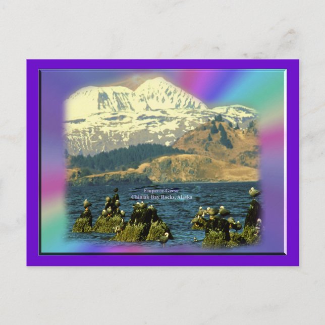Kejsargäss på Chiniak Bay nära Chiniak, Alaska Vykort (Framsida)