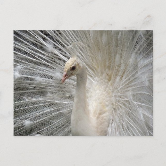 Kejsarpåfågel Vykort (Framsida)