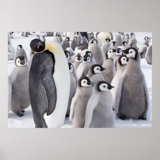 Kejsarpenguin med poster chickar (Framsidan)