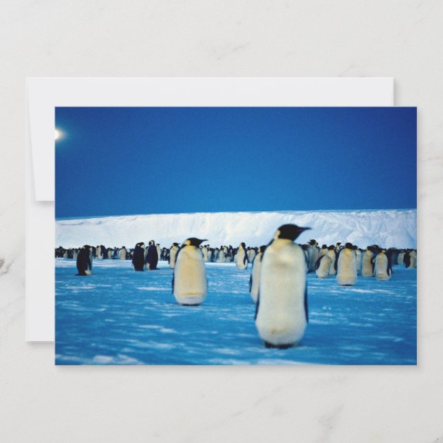Kejsarpenguiner av månljus, Antarctica (Framsida)