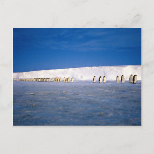 Kejsarpenguiner av månljus, Antarctica Vykort