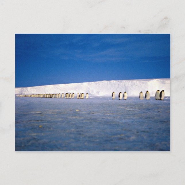 Kejsarpenguiner av månljus, Antarctica Vykort (Framsida)