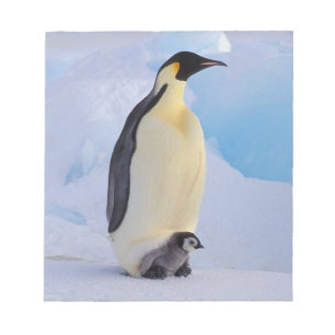 Kejsarpingvin   Aptenodytes Anteckningsblock