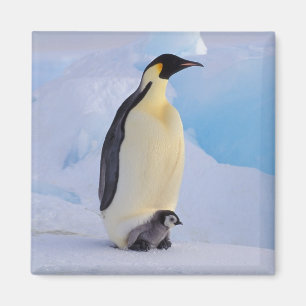 Kejsarpingvin Aptenodytes Magnet