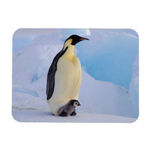 Kejsarpingvin Aptenodytes Magnet