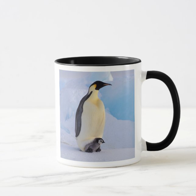 Kejsarpingvin | Aptenodytes Mugg (Höger)