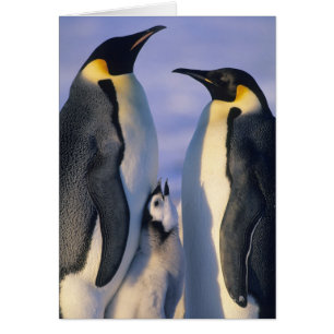 Kejsarpingviner (Aptenodytes forsteri) vuxna Hälsningskort