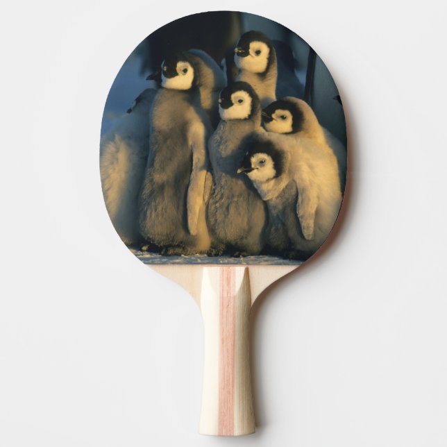 Kejsarpingvinungar i församling, Aptenodytes Pingisracket (Framsidan)