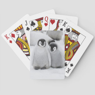 Kejsarpingvinungar på is i Antarktis Casinokort