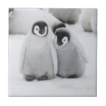 Kejsarpingvinungar på is i Antarktis Kakelplatta<br><div class="desc">Kejsarpingvin (Aptenodytes forsteri) ungar på is,  Snow Hill Island,  Antarktis | Keren Su / SuperStock.com | AN02 KSU0045</div>