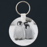 Kejsarpingvinungar på is i Antarktis Nyckelring<br><div class="desc">Kejsarpingvin (Aptenodytes forsteri) ungar på is,  Snow Hill Island,  Antarktis | Keren Su / SuperStock.com | AN02 KSU0045</div>