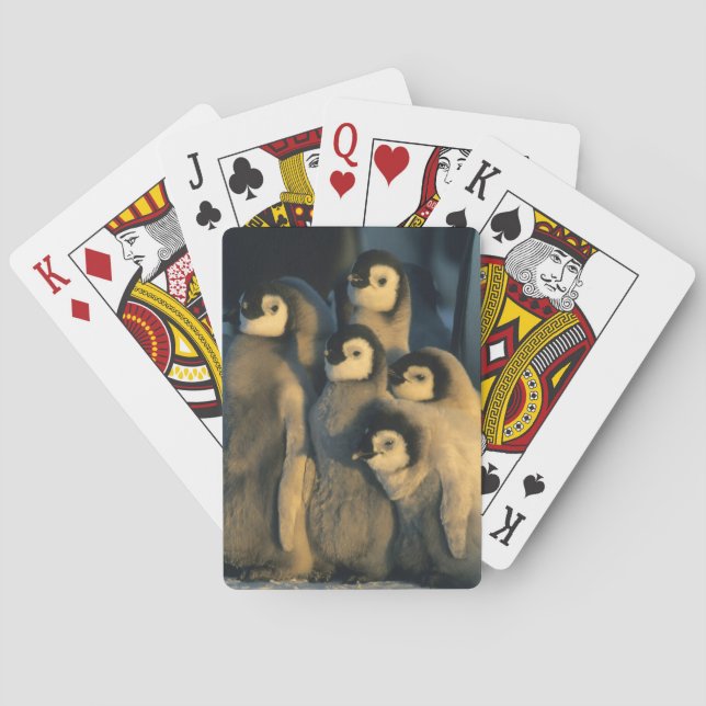 Kejsarpungvin unge i förvar, Aptenodytes Casinokort (Baksidan)