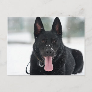 kejsarrök i snö vykort