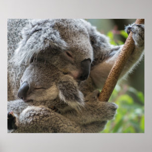 Kel för känguruunge koalas för mor och för bebis poster