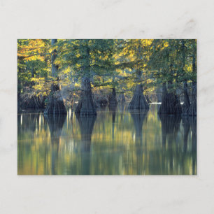 Kelhuvudträd Horseshoe Lake Illinois Vykort