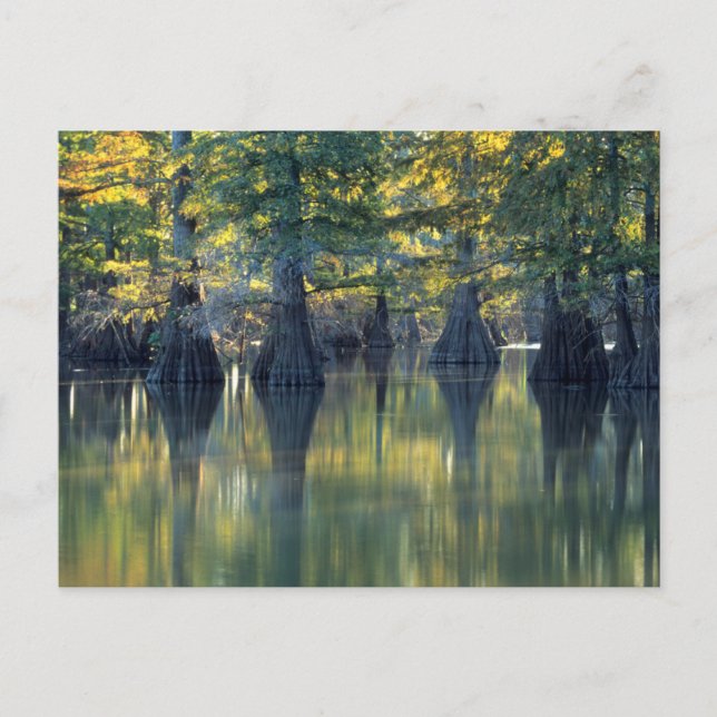 Kelhuvudträd | Horseshoe Lake Illinois Vykort (Framsida)