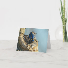 Kelig bluebirds tack kort