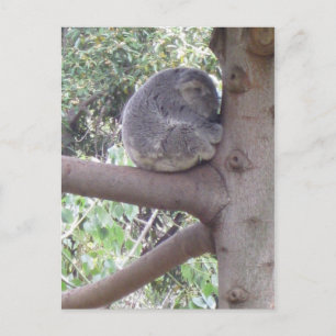 Kelig Koala Vykort