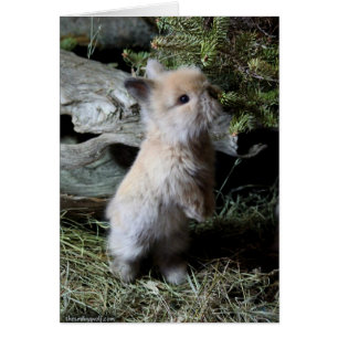 Kelig Lionhead kanin Hälsningskort
