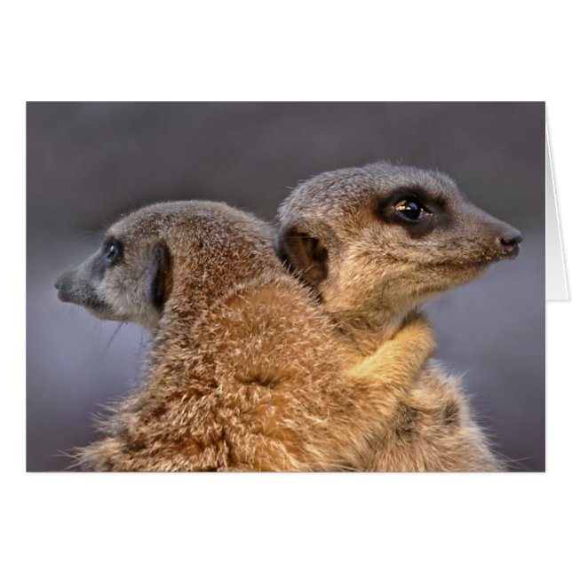 Keligt Kats kort (Framsidan Horizontal)