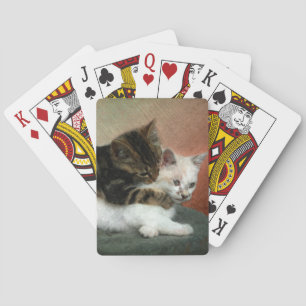 Kelkattungar Casinokort