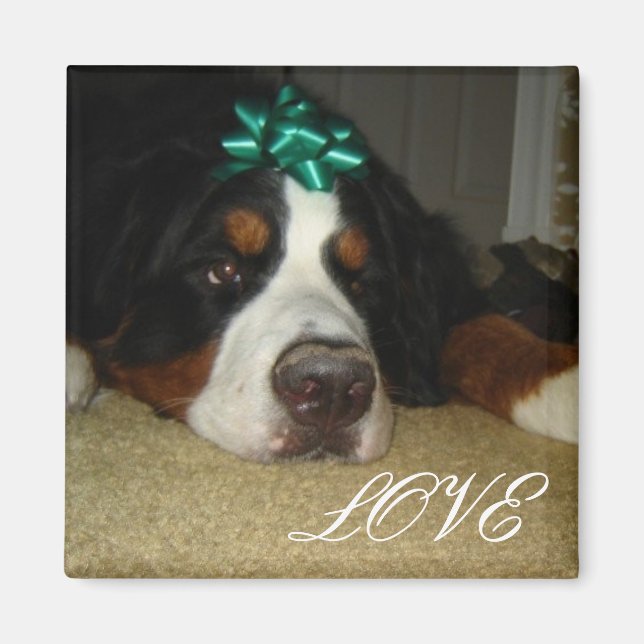 Kelly Bernese Mountain Hundar Magnet (Framsidan)