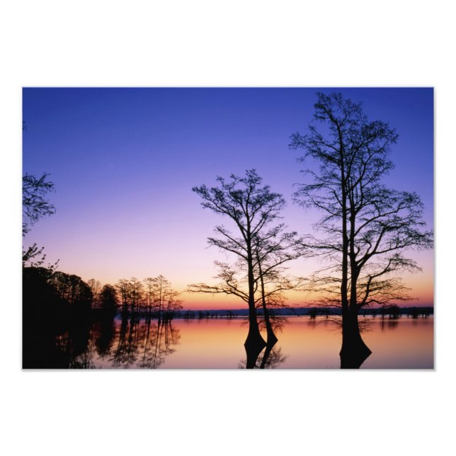 Kelp-cypress-träd silhuetter vid solnedgång, fototryck (Framsidan)