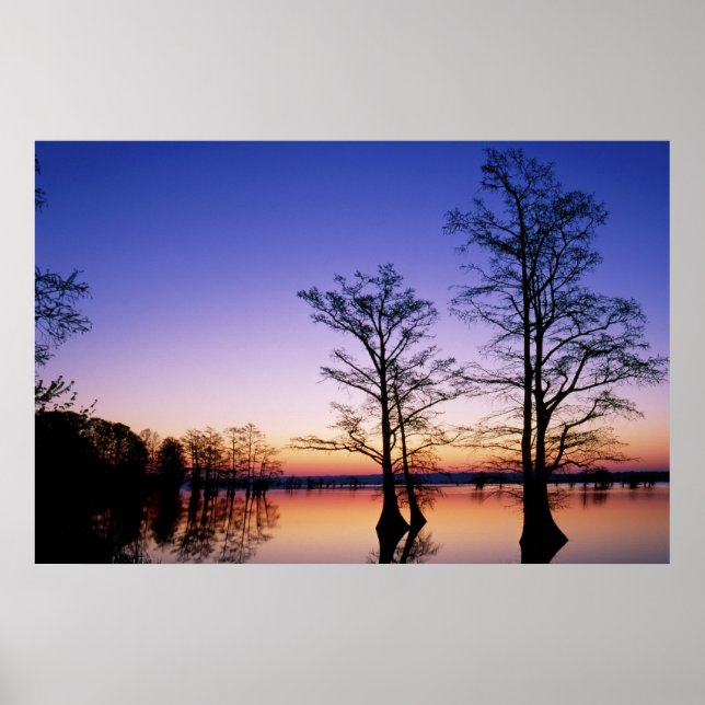 Kelp-cypress-träd silhuetterade vid solnedgång, poster (Framsidan)