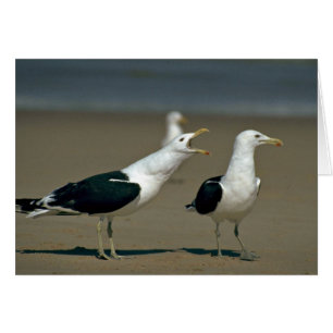 Kelp Gull Hälsningskort