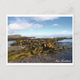 Kelp-kust, Klippig natur, Nya Zeeland Vykort