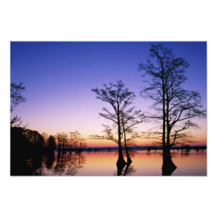 Kelpcypress silhuett vid solnedgång, fototryck