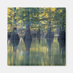 KelpCypress Träd Horseshoe Lake Illinois Magnet