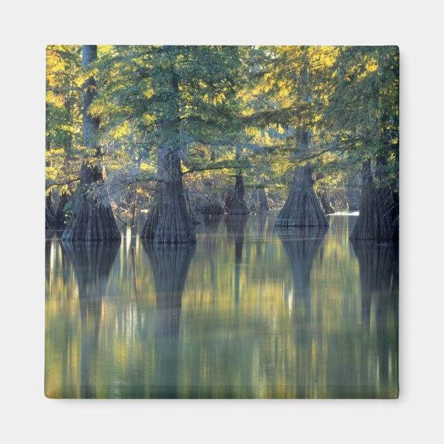 KelpCypress Träd | Horseshoe Lake Illinois Magnet (Framsidan)
