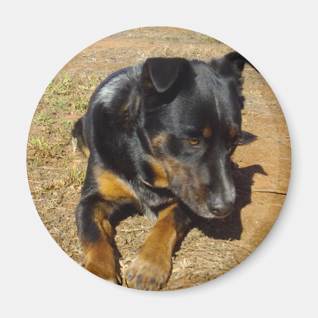Kelpie_Farm_Life,_ Magnet (Framsidan)