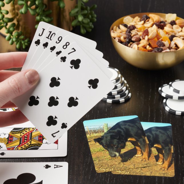 Kelpie Sooky Ansikte Casinokort (På plats)
