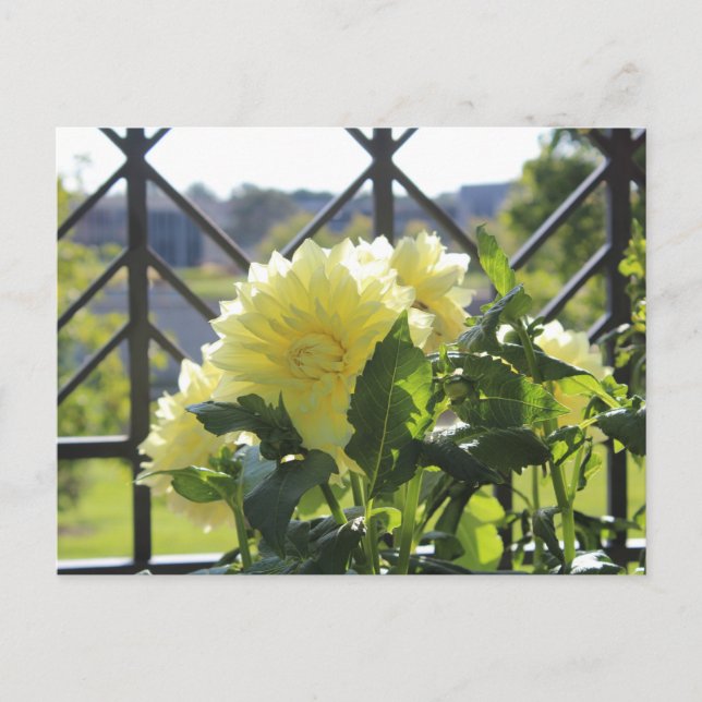 Kelvin Floodlight Dinnerplate Dahlia Vykort (Framsida)