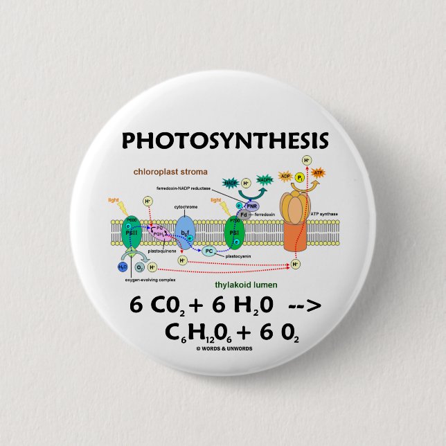 Kemisk) formel för Photosynthesis ( Knapp (Framsida)