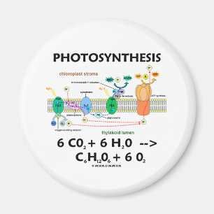 Kemisk) formel för Photosynthesis ( Magnet