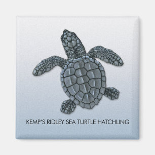 Kemps magnet för Hatchling för sköldpadda för