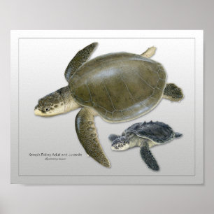 Kemp's Ridley Sea Turtle Vuxen and Juvenile Print Poster